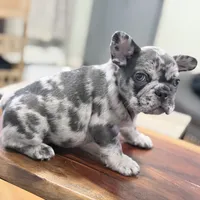 New Star, a male French Bulldog for sale in Brooklyn, NY – Photo 4 of 10