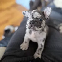 New Star, a male French Bulldog for sale in Brooklyn, NY – Photo 3 of 10