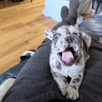 New Star, a male French Bulldog for sale in Brooklyn, NY – Photo 7 of 10