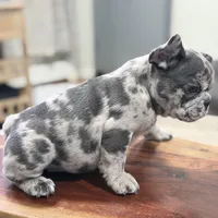 New Star, a male French Bulldog for sale in Brooklyn, NY – Photo 5 of 10