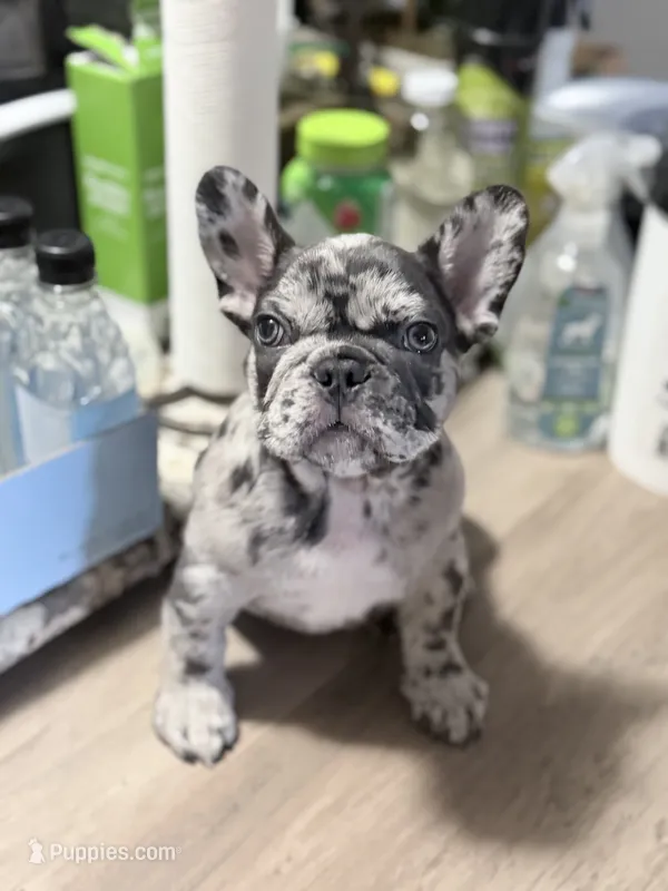 New Star – French Bulldog puppy for sale in Brooklyn, NY