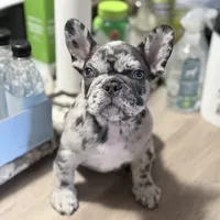 New Star, a male French Bulldog for sale in Brooklyn, NY – Photo 1 of 10