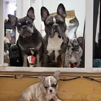 New Star, a male French Bulldog for sale in Brooklyn, NY – Photo 10 of 10