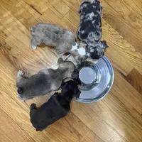 New Star, a male French Bulldog for sale in Brooklyn, NY – Photo 9 of 10