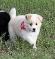 Taylor, a male Border Collie and Miniature Australian Shepherd for sale in Granbury, TX – 8 of 10