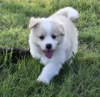 Taylor, a male Border Collie and Miniature Australian Shepherd for sale in Granbury, TX – 9 of 10