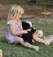 Taylor, a male Border Collie and Miniature Australian Shepherd for sale in Granbury, TX – 3 of 10