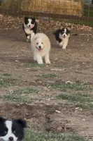 Taylor, a male Border Collie and Miniature Australian Shepherd for sale in Granbury, TX – 2 of 10