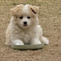 Taylor, a male Border Collie and Miniature Australian Shepherd for sale in Granbury, TX – 7 of 10