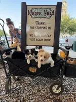 Taylor, a male Border Collie and Miniature Australian Shepherd for sale in Granbury, TX – 5 of 10