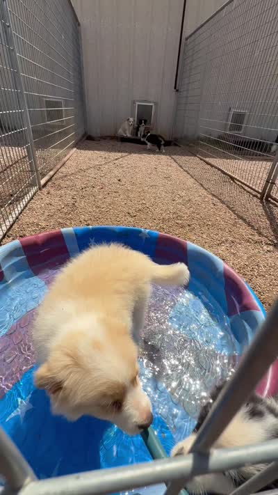 Taylor, a male Border Collie and Miniature Australian Shepherd for sale in Granbury, TX – 6 of 10