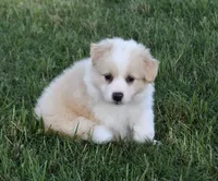Taylor, a male Border Collie and Miniature Australian Shepherd for sale in Granbury, TX – 10 of 10