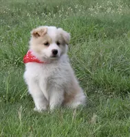Taylor, a male Border Collie and Miniature Australian Shepherd for sale in Granbury, TX – 1 of 10
