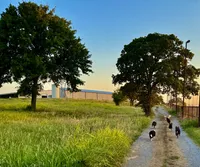 Taylor, a male Border Collie and Miniature Australian Shepherd for sale in Granbury, TX – 4 of 10
