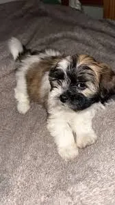 Sky – Shih Tzu, Bichpoo puppy for sale in Melbourne, FL