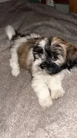 Sky, a female Shih Tzu and Bichpoo for sale in Melbourne, FL – 1 of 1