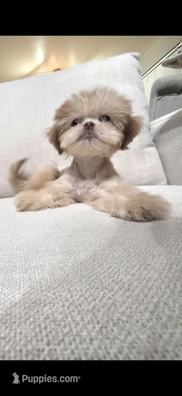 Tiny Khai – Shih Tzu puppy for sale in Acton, CA