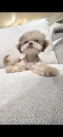 Tiny Khai, a male Shih Tzu for sale in Acton, CA – 1 of 3