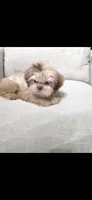 Tiny Khai, a male Shih Tzu for sale in Acton, CA – 3 of 3