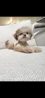 Tiny Khai, a male Shih Tzu for sale in Acton, CA – 2 of 3