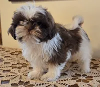 Reggie, a male Shih Tzu for sale in Fort Collins, CO – 8 of 10