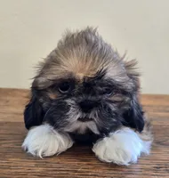 Socks, a male Shih Tzu for sale in Fort Collins, CO – 7 of 10