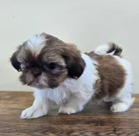 Tiny Evelyn, a female Shih Tzu for sale in Fort Collins, CO – 3 of 10