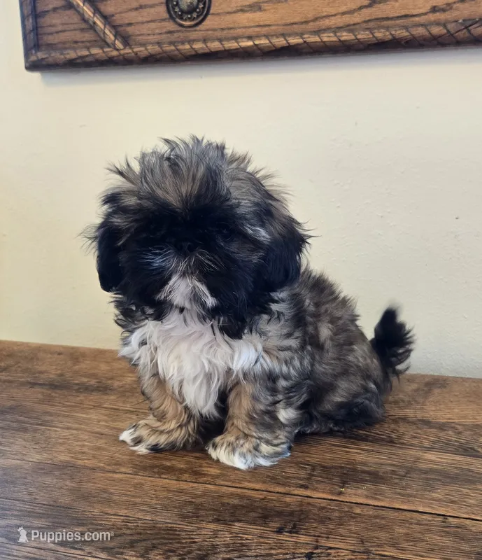 Maverick – Shih Tzu puppy for sale in Fort Collins, CO
