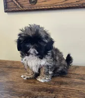 Maverick, a male Shih Tzu for sale in Fort Collins, CO – 1 of 9