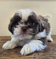 Reggie, a male Shih Tzu for sale in Fort Collins, CO – 6 of 10