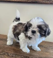 Bear, a male Shih Tzu for sale in Fort Collins, CO – 2 of 10