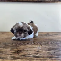 Tiny Evelyn, a female Shih Tzu for sale in Fort Collins, CO – 7 of 10
