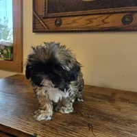 Maverick, a male Shih Tzu for sale in Fort Collins, CO – 6 of 9
