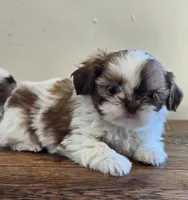 Tiny Harrison , a male Shih Tzu for sale in Fort Collins, CO – 3 of 10