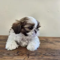 Tiny Harrison , a male Shih Tzu for sale in Fort Collins, CO – 4 of 10