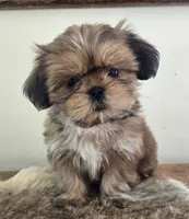 Lady, a female Shih Tzu for sale in Fort Collins, CO – Photo 1 of 10