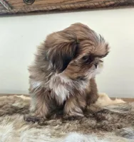 Lady, a female Shih Tzu for sale in Fort Collins, CO – Photo 6 of 10