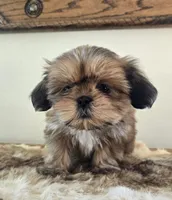 Lady, a female Shih Tzu for sale in Fort Collins, CO – Photo 7 of 10