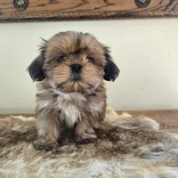 Lady, a female Shih Tzu for sale in Fort Collins, CO – Photo 10 of 10