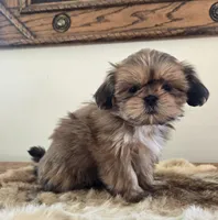 Lady, a female Shih Tzu for sale in Fort Collins, CO – Photo 4 of 10