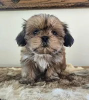 Lady, a female Shih Tzu for sale in Fort Collins, CO – Photo 9 of 10