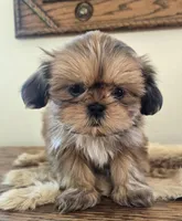 Lady, a female Shih Tzu for sale in Fort Collins, CO – Photo 8 of 10