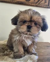 Lady, a female Shih Tzu for sale in Fort Collins, CO – Photo 5 of 10