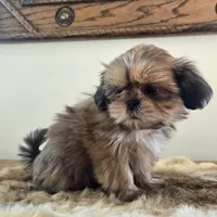 Lady, a female Shih Tzu for sale in Fort Collins, CO – Photo 2 of 10