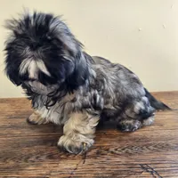 Murphy , a male Shih Tzu for sale in Fort Collins, CO – 4 of 10