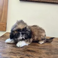Socks, a male Shih Tzu for sale in Fort Collins, CO – 9 of 10