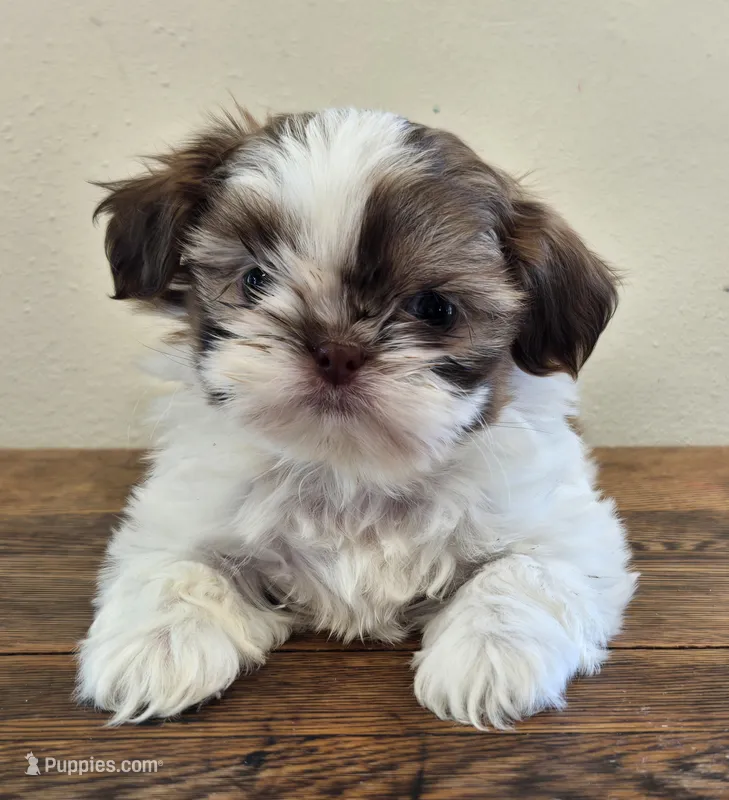 Tiny Harrison  – Shih Tzu puppy for sale in Fort Collins, CO