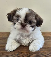 Tiny Harrison , a male Shih Tzu for sale in Fort Collins, CO – 1 of 10