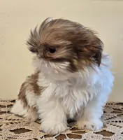 Tiny Harrison , a male Shih Tzu for sale in Fort Collins, CO – 7 of 10