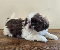 Reggie, a male Shih Tzu for sale in Fort Collins, CO – 7 of 10